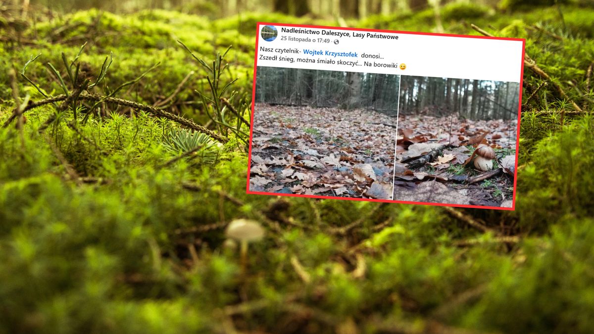 Pod stertą liści wciąż można znaleźć w lesie grzyby  