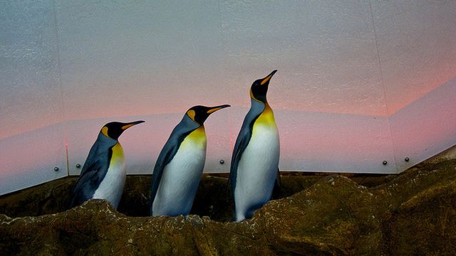 Śledzimy pingwina za pomocą Google Maps [wideo] 1