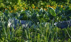 Jak przygotować ziemię pod warzywnik? Kluczowe zasady na start sezonu