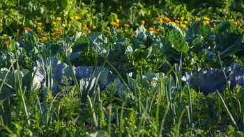 Jak przygotować ziemię pod warzywnik? Kluczowe zasady na start sezonu