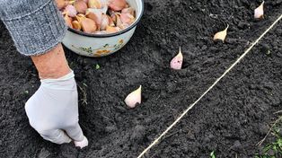 Kiedy sadzić cebulę i czosnek? To najlepszy moment