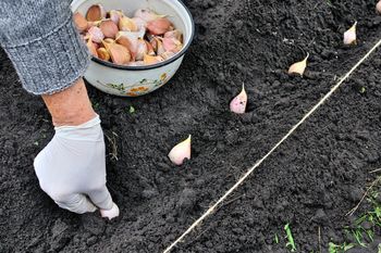 Kiedy sadzić cebulę i czosnek? To najlepszy moment