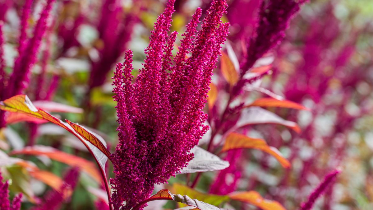 Amaranthus