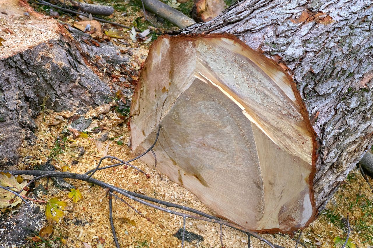 Kara za wycinkę drzewa - kiedy trzeba się z nią liczyć?
