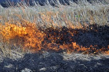 Pałecznica: Ścierniska płoną prawie codziennie. Ogniowa plaga w gminie