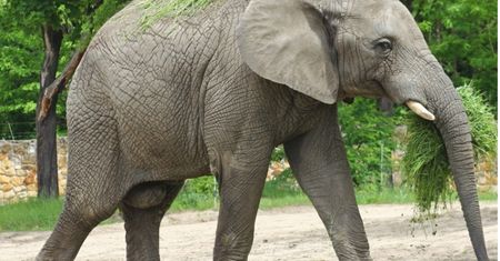 Warszawskie ZOO. Brama warszawskiego ogrodu zoologicznego ponownie otwarta dla odwiedzających