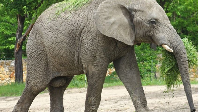 Warszawa. Brama warszawskiego zoo ponownie otwarta dla odwiedzających