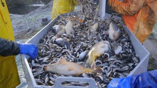 Pierwsze karpie już w sprzedaży. Hodowcy liczą, że cena nie odstraszy od tradycji wigilijnej