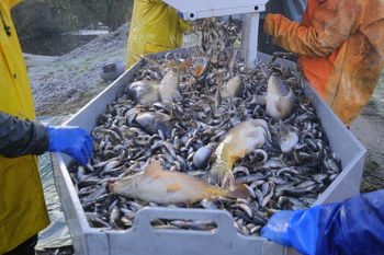 Pierwsze karpie już w sprzedaży. Hodowcy liczą, że cena nie odstraszy od tradycji wigilijnej