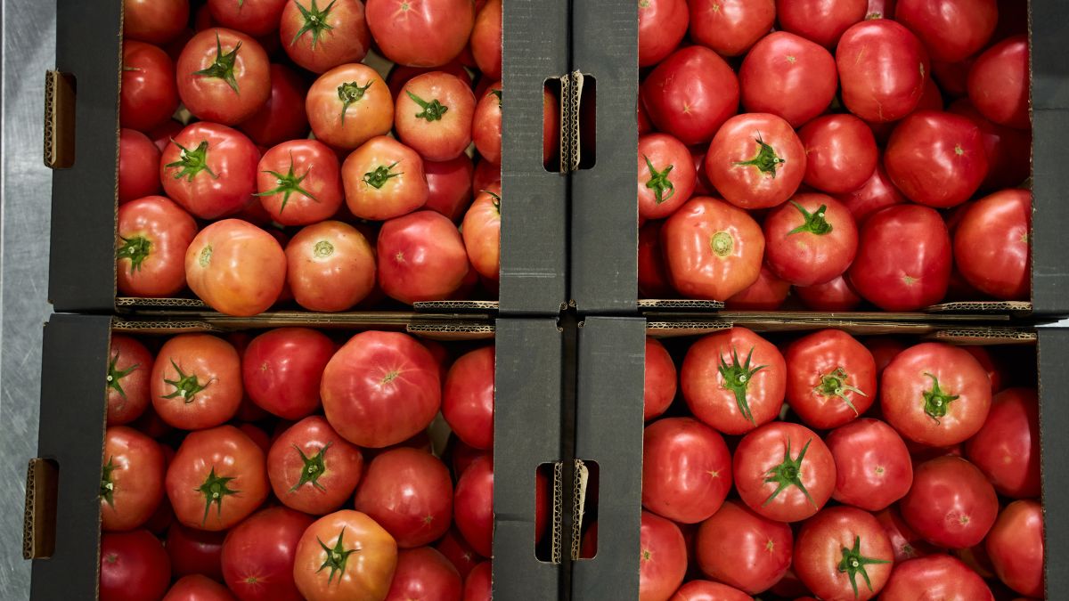 W pomidorach wykryto pestycydy, których używanie jest w Polsce zakazane 