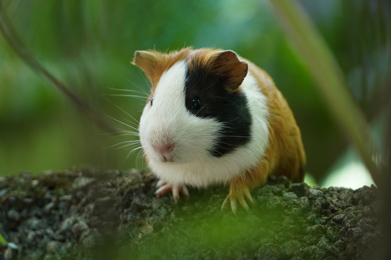 Swiss animal welfare: Why guinea pig companionship is law