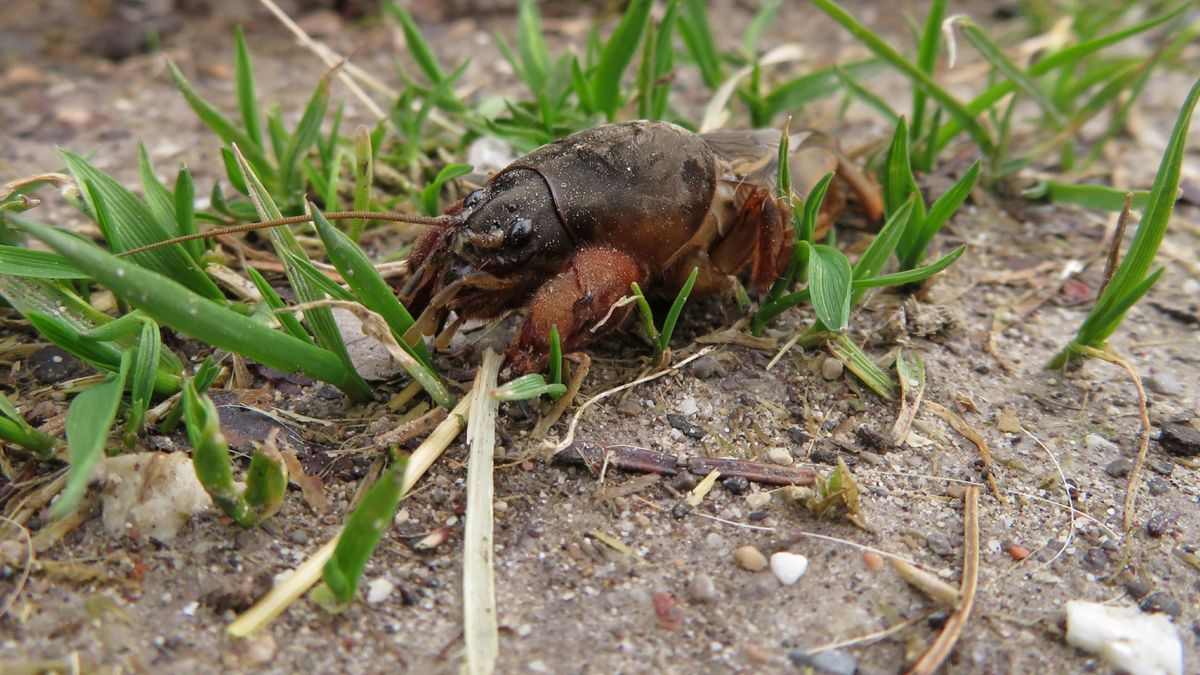Turkuć podjadek jest jednym z ogrodowych szkodników