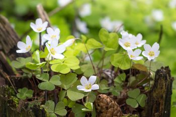 Wszyscy zachwycają się czosnkiem niedźwiedzim, a ignorują inne zdrowe listki. Rosną w każdym lesie