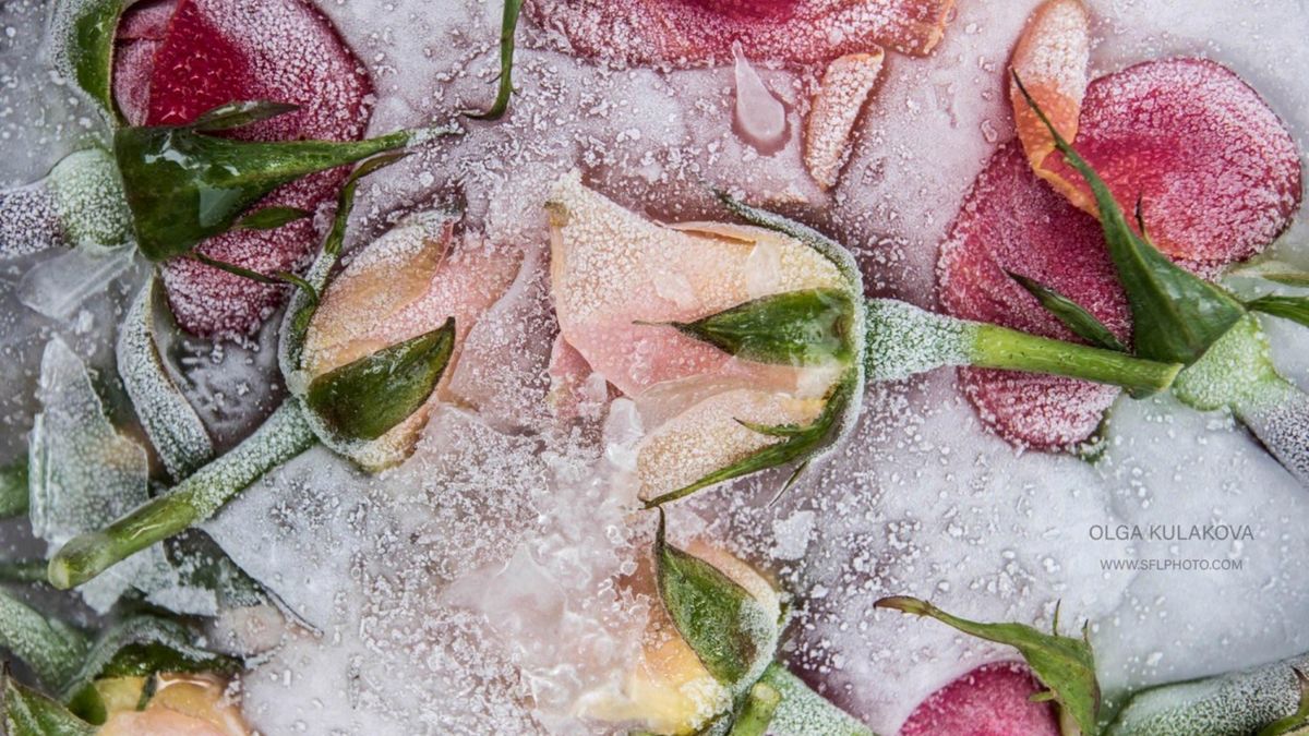 Zamrożone piękno kwiatów na zdjęciach Olgi Kulakovej 1