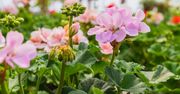 Tak przezimuj pelargonie. Wiosną obficie zakwitną