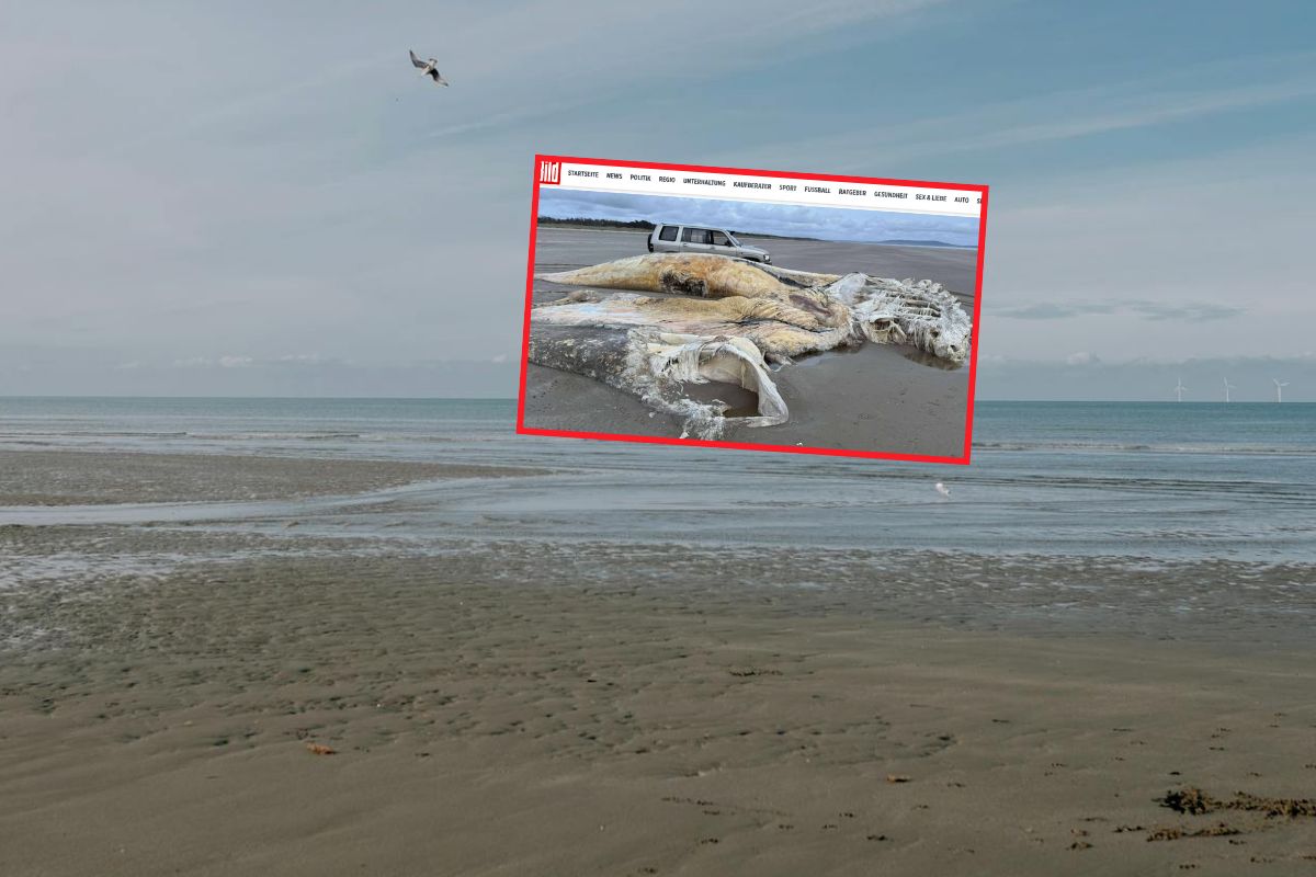 Zagadkowe odkrycie w Walii. Na plaży znaleziono ogromne szczątki