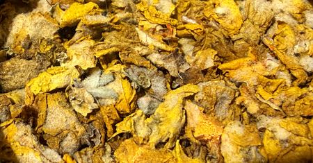Naturalny ratunek na infekcje i ból gardła. Zbieraj teraz, zimą sobie podziękujesz