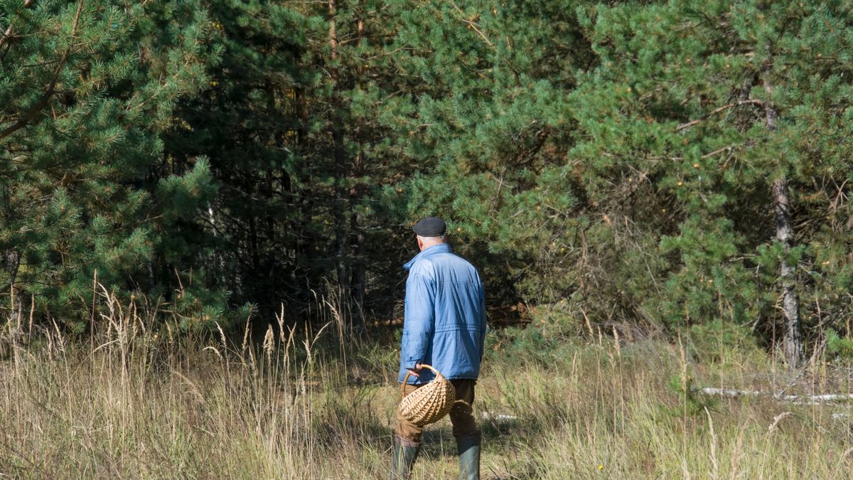 O krok od tragedii podczas grzybobrania. Pomoc w ostatniej chwili