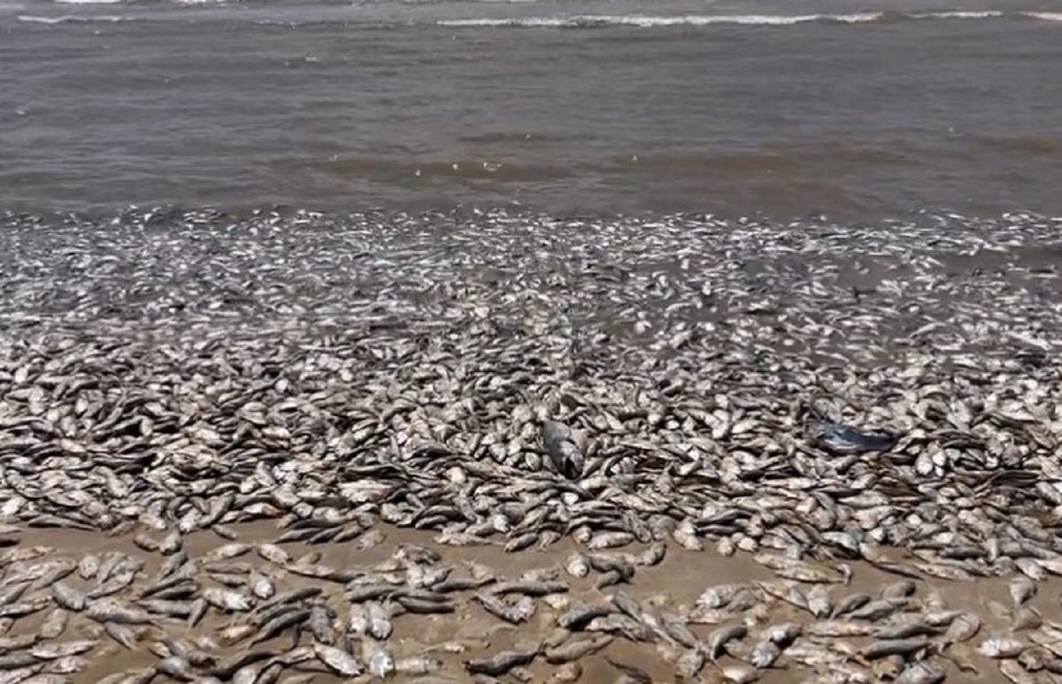 Szokujący widok w pobliżu Houston. Tysiące martwych ryb leżało na plażach