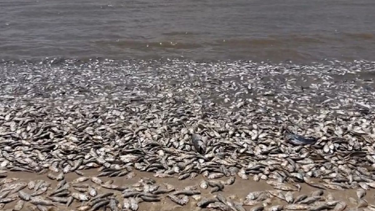 Tysiące martwych ryb pojawiło się na plażach w Teksasie. 