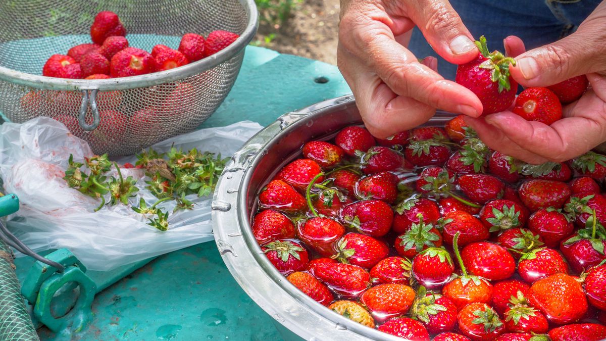 Jak pozbyć się robaków z truskawek? Podpowiadamy