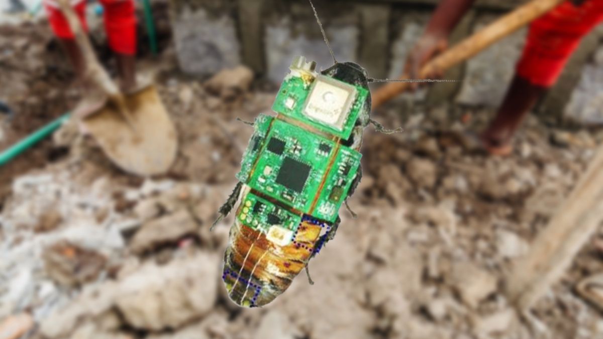 Karaluch-cyborg będzie służył jako kamera ratunkowa. Jest mały i zwinny 1