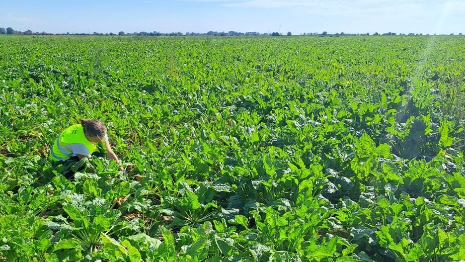 Trwają jesienne kontrole PIORiN na plantacjach warzyw