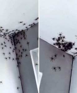 Przerażający widok. Matka odkryła skupisko pająków w sypialni córki