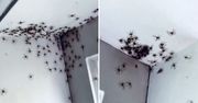 Przerażający widok. Matka odkryła skupisko pająków w sypialni córki