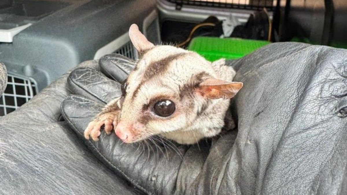 Znaleziona lotopałanka karłowata (Petaurus breviceps)