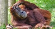 Orangutan zrobił dla siebie lekarstwo. Naukowcy nie mają wątpliwości
