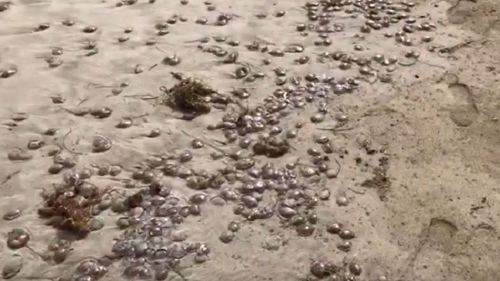Jadowite meduzy opanowały plażę Famara na kanaryjskiej wyspie Lanzarote.
