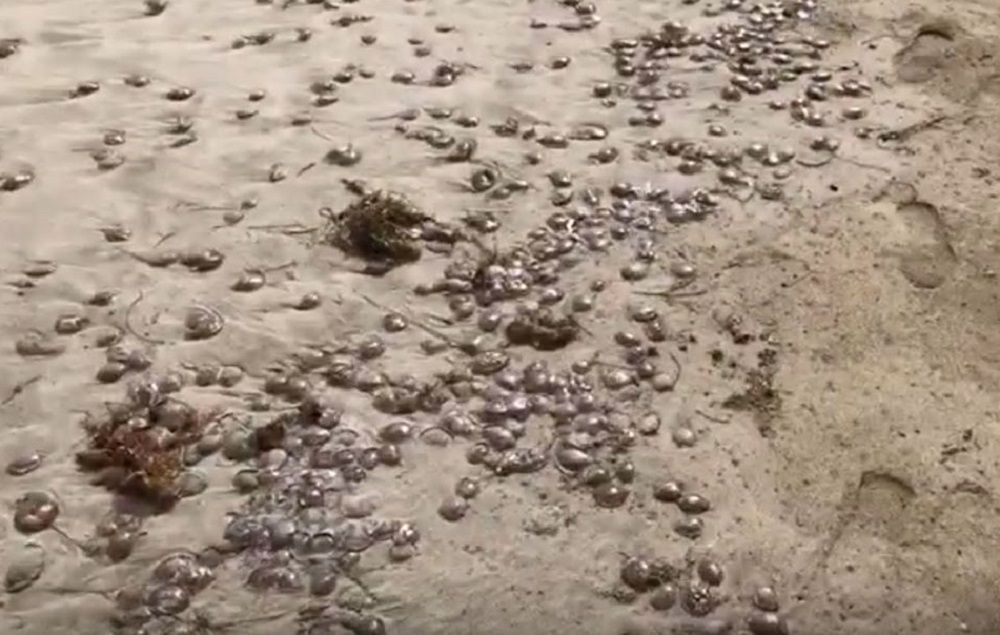 Jadowite meduzy opanowały plażę Famara na kanaryjskiej wyspie Lanzarote.