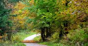 Zakopane: Złota jesień pod Reglami. Spacer wśród mgły i mżawki ma swój urok