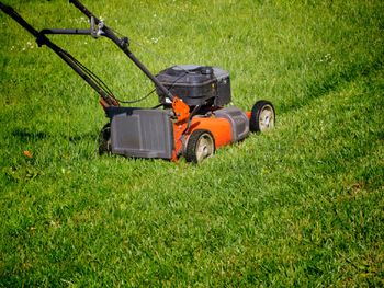 Kiedy nie wolno (i nie powinno się) kosić trawy?