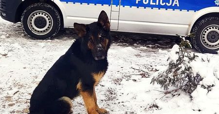 Złapał trop. Zaprowadził policję wprost do mieszkania 30-latka