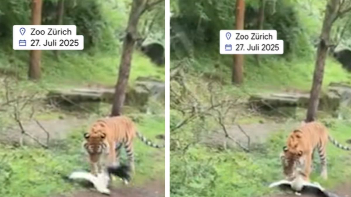 Tygrys pożarł bociana na oczach dzieci