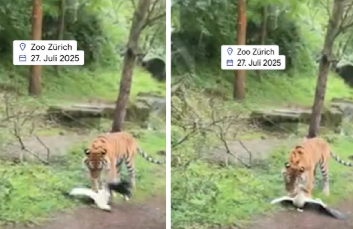 Incydent w zoo w Szwajcarii. Tygrys zjadł go na oczach dzieci