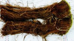 Budzi się do życia po 40 tys. lat