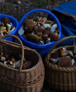 Pogoda dla grzybiarzy. Kiedy w lasach pojawią się borowiki?