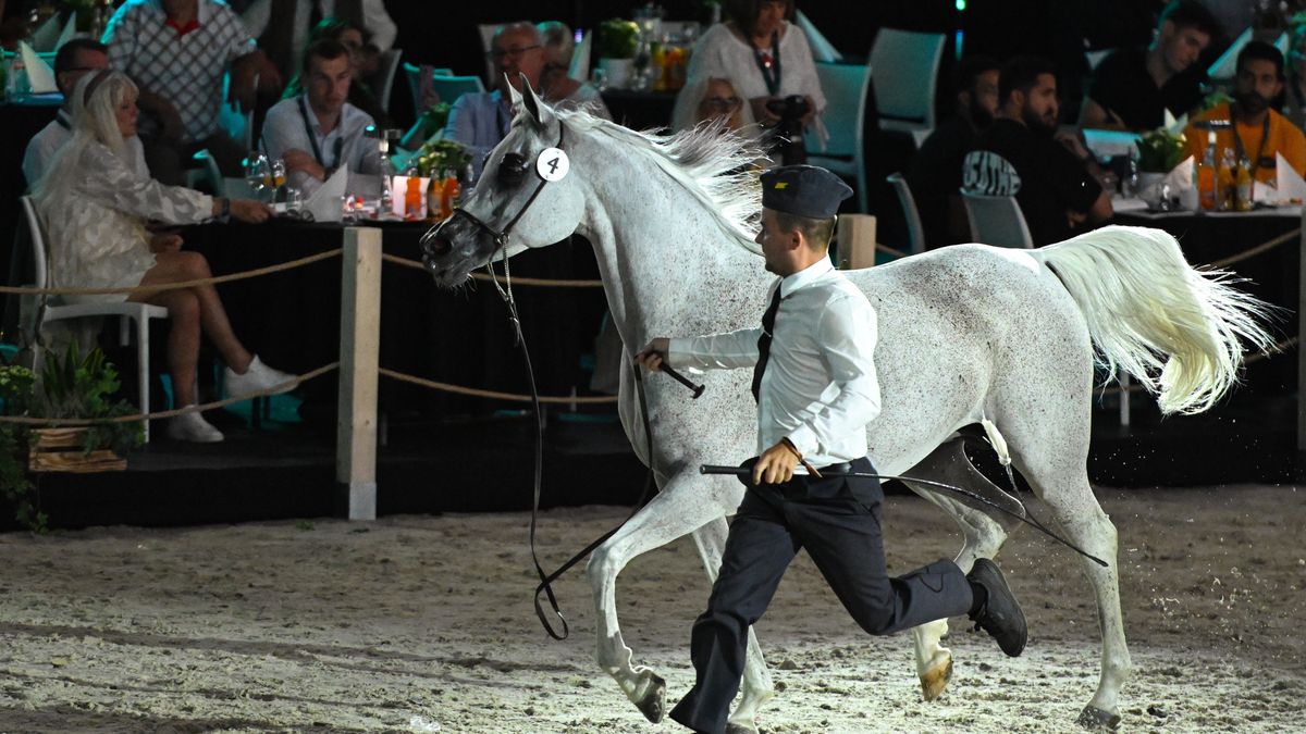 klacz Zigi Zana
Wojtek Jargi�o
arabskie, aukcja, Dni Konia Arabskiego 2024, hippika, hodowla, konie, ko�, Narodowy Pokaz Koni Arabskich Czystej Krwi, pokaz, Pride of Poland 2023, stadnina