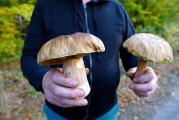 Wielkopolska: Gdzie na grzyby? Ranking powiatów i miejscówek