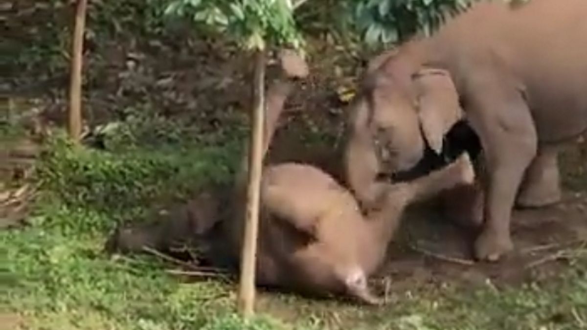 słonica słoniątko