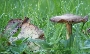 Nie czekaj na kanie do jesieni. Te wiosenne grzyby mają obłędne kapelusze, a w lesie prawie nikt ich nie rusza