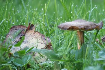 Nie czekaj na kanie do jesieni. Te wiosenne grzyby mają obłędne kapelusze, a w lesie prawie nikt ich nie rusza
