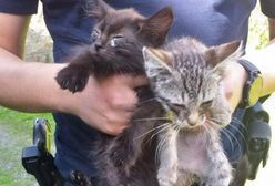 Ktoś wyrzucił młode kotki do rowu. Na ratunek przyszli policjanci