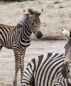 Wrocław. Beza i Borówka na Sawannie. Dwie młode zebry Chapmana już na wybiegu