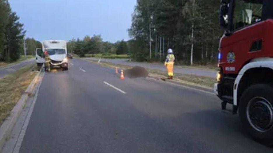 Zderzenie auta dostawczego z koniem. 