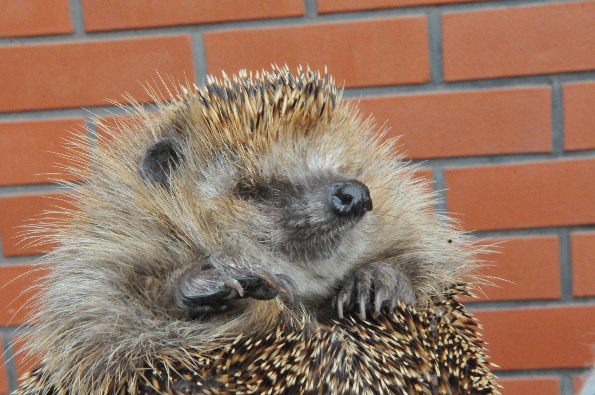 Jeże czasem potrzebują naszej pomocy