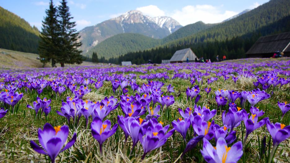 Najbardziej obleganym miejscem w czasie kwitnienia krokusów jest Dolina Chochołowska